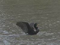 Double-Crested-Cormorant-crop