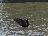 Double-crested-Cormorant-crop2