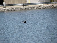 2013-05-13-Cormorant